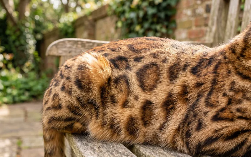 Close-up of the glittered rosette pattern on a Bengal cat's coat