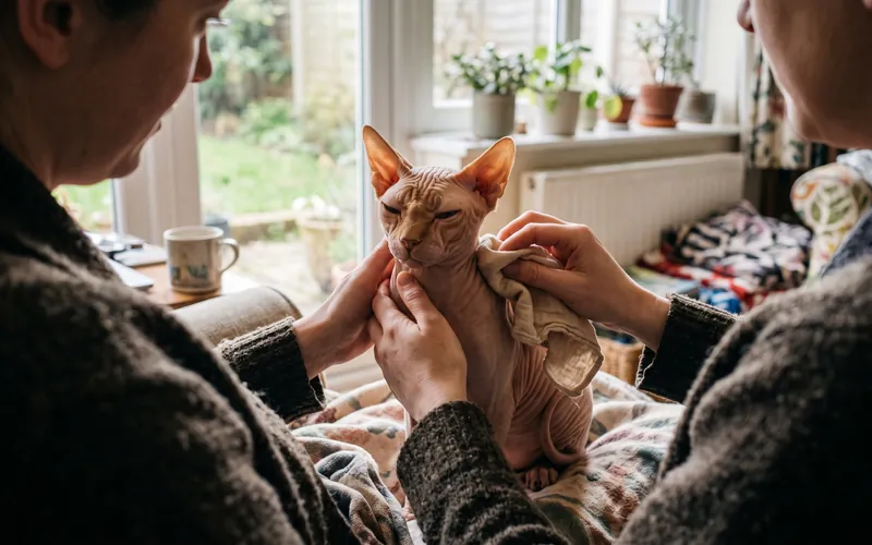 Owner drying a hairless Sphynx cat in a towel, an indoor cat breed that needs warmth