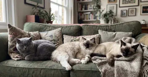 Three of the best indoor cat breeds lounging together on a sofa in a UK home