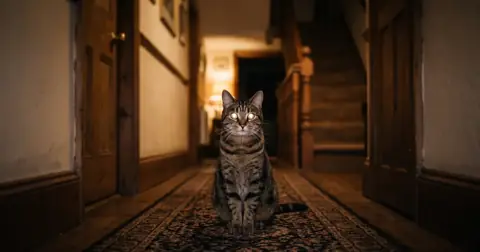 Cat with glowing reflective eyes in a dim hallway, showing how cats see in the dark