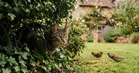 Cat crouched in a hedge watching birds on a British lawn, showing that cats kill rabbits and birds