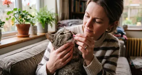 Owner gently holding a cat's head to show how to give a cat a pill