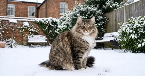 Thick-coated Siberian cat sitting in a snowy British garden