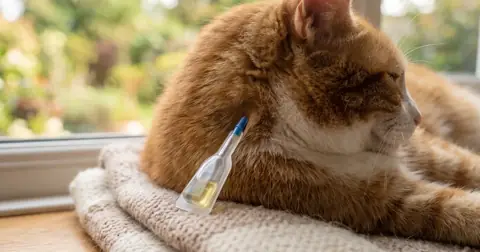 Spot on cat worming applicator next to a cat's fur at the back of the neck